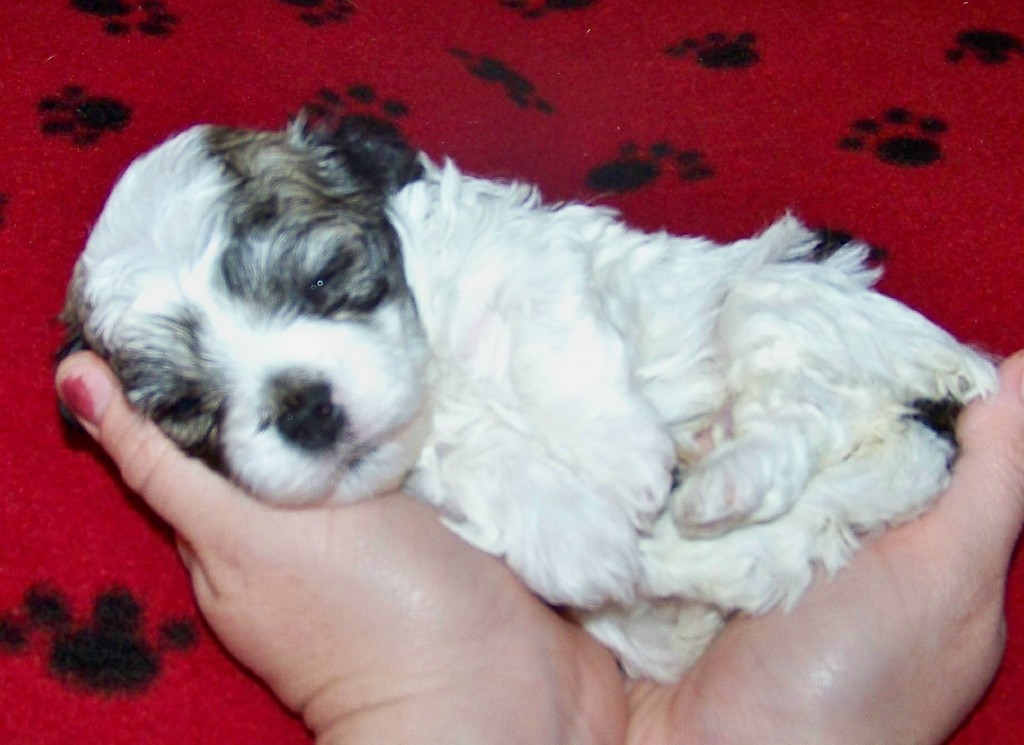 havanese cocker spaniel